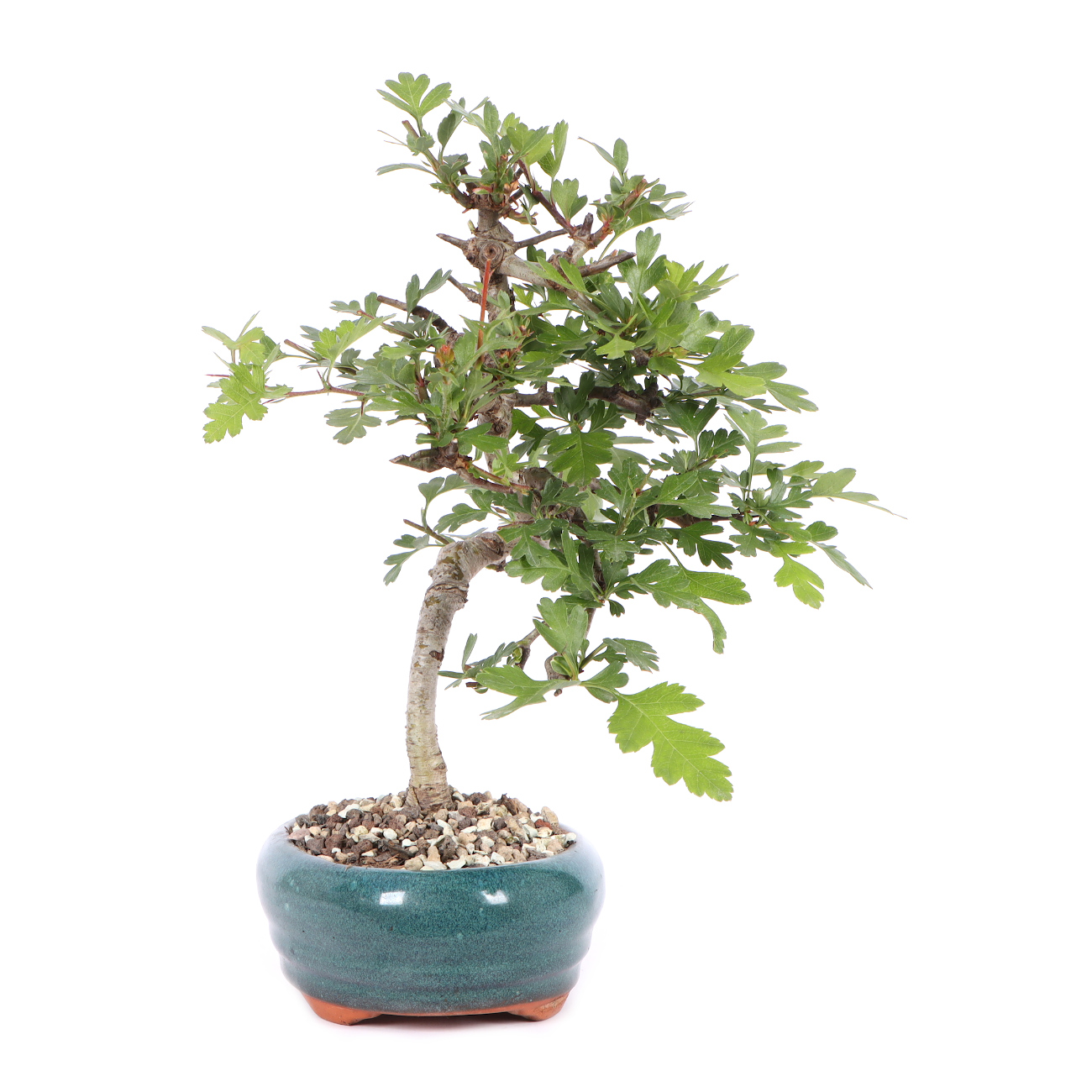 Seitenansicht rechts