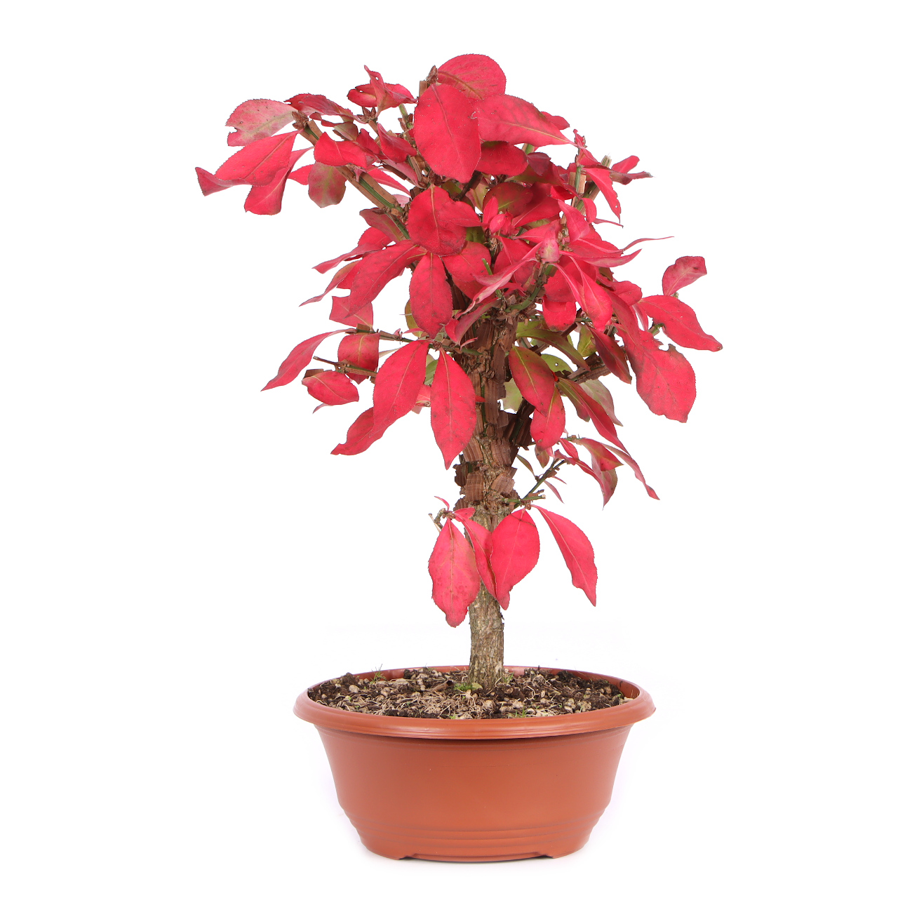 Seitenansicht rechts