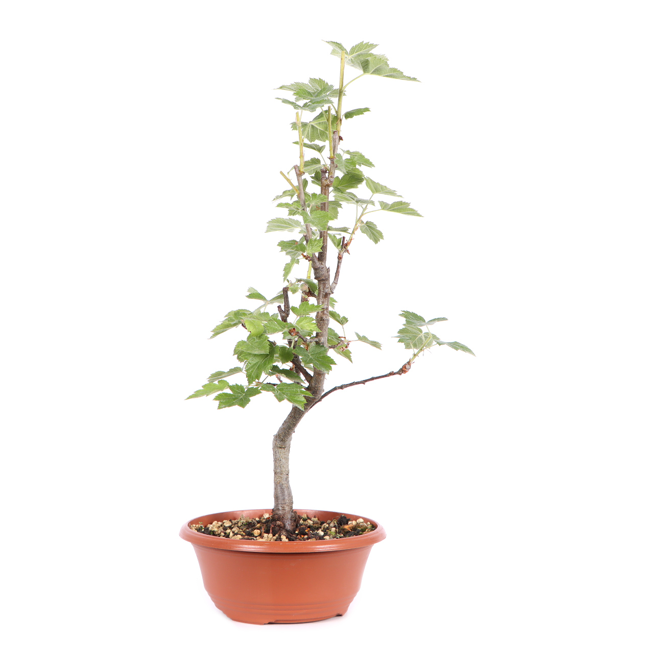 Seitenansicht rechts