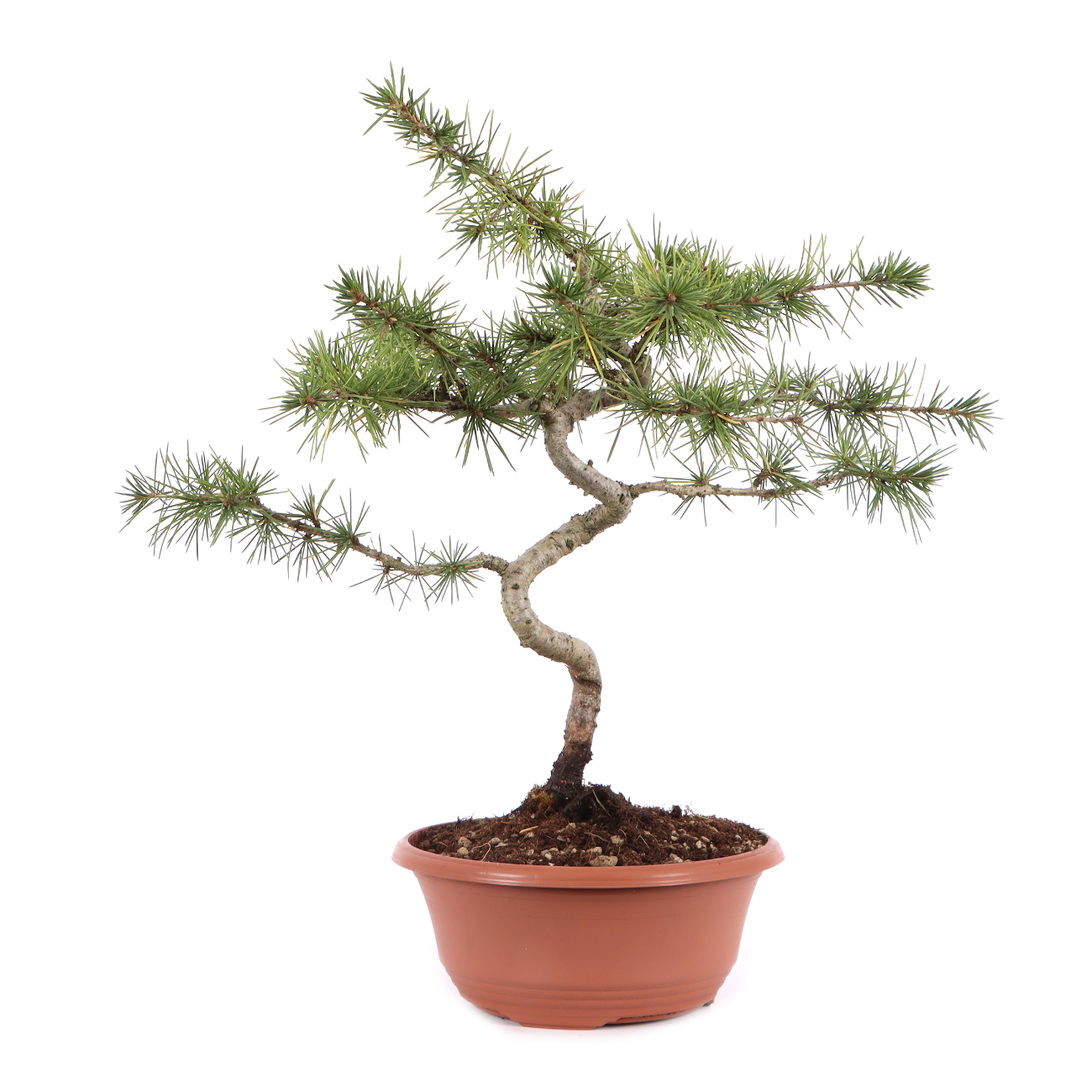 Cedrus atlantica
