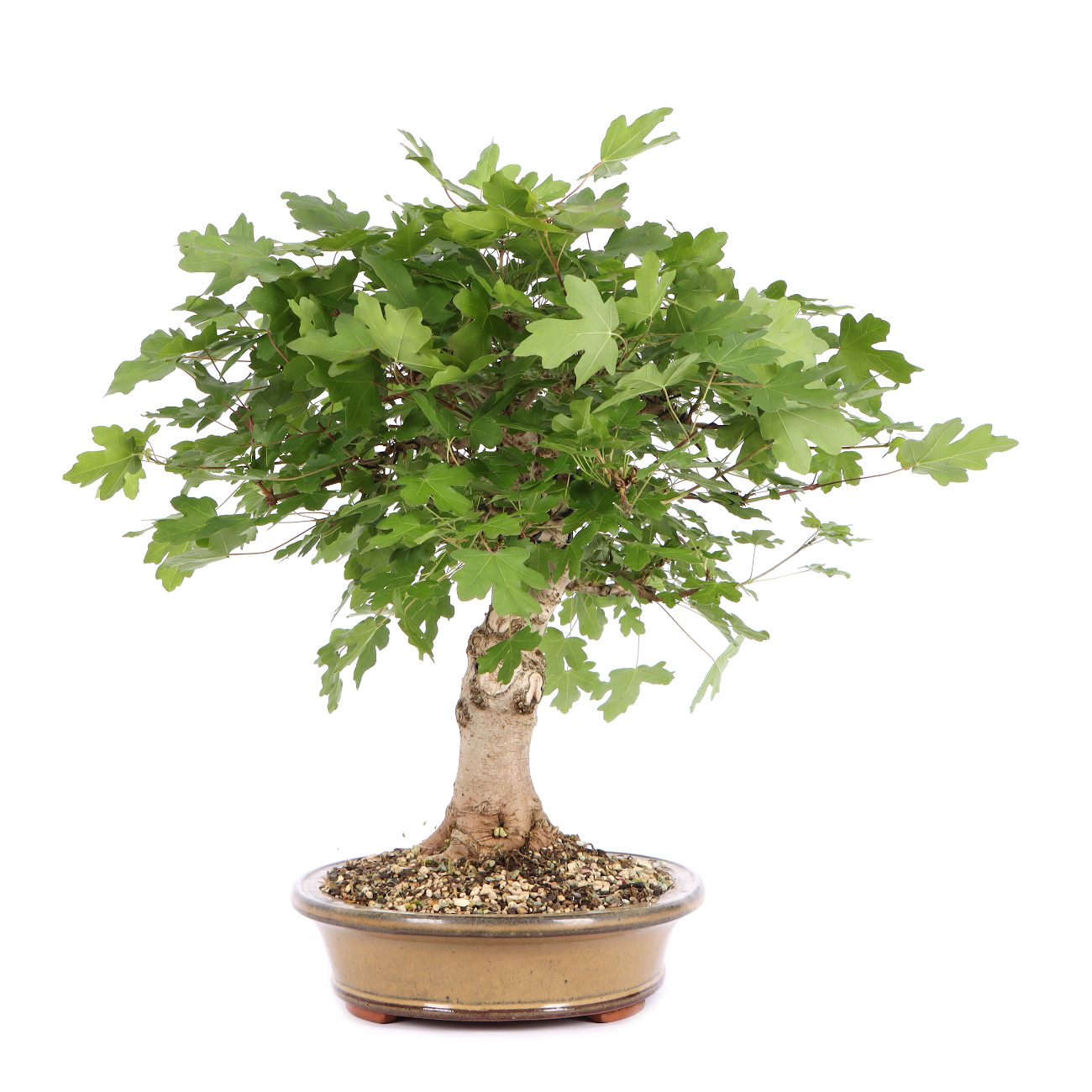 Seitenansicht rechts