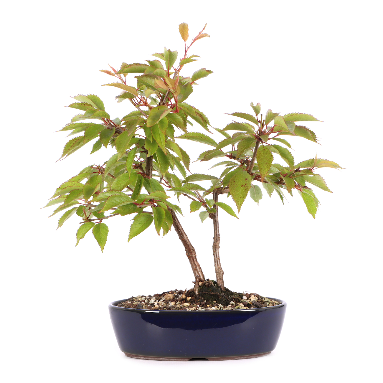 Prunus incisa 'Paean'