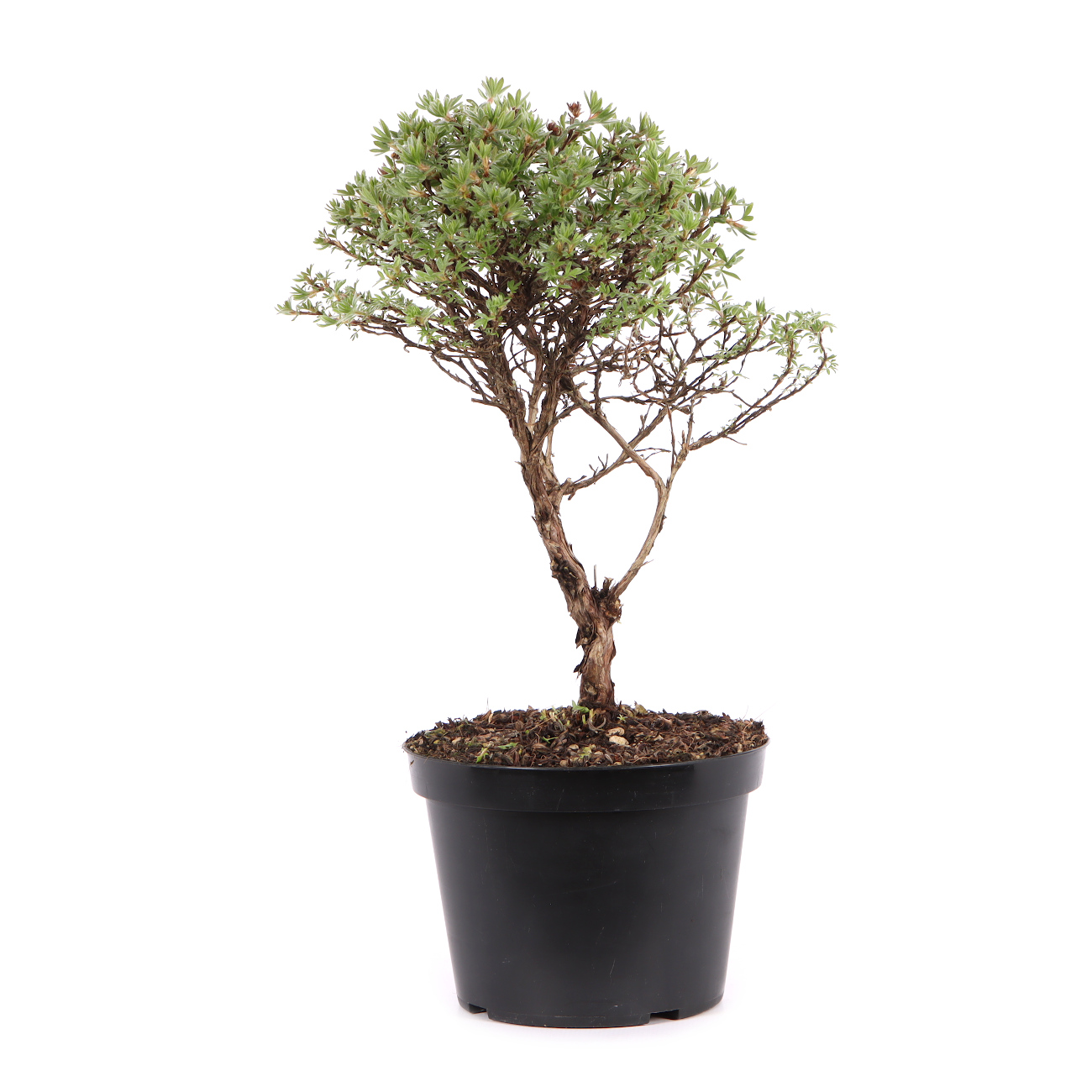 Potentilla fruticosa 'Kobold'