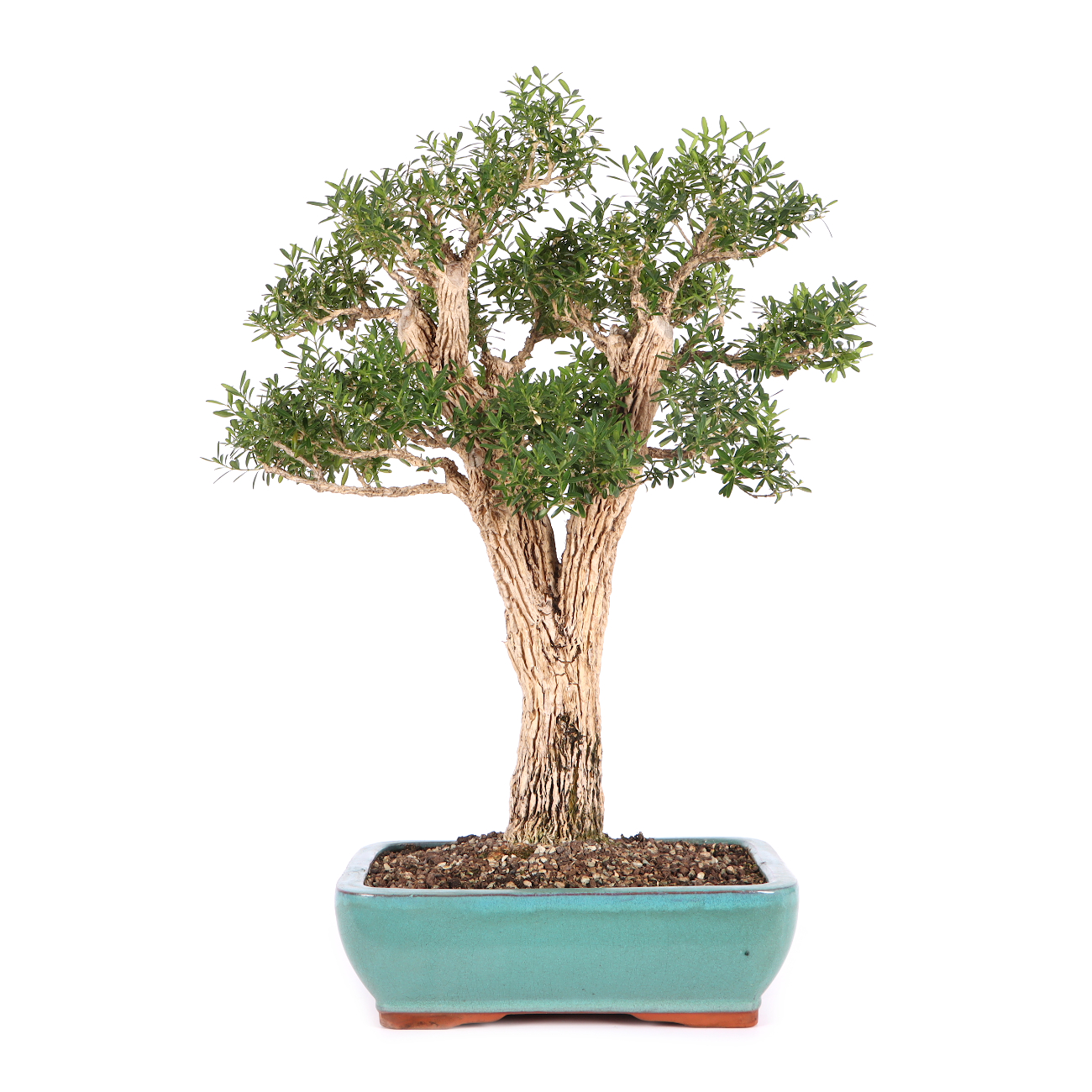 Buxus sinica var. sinica