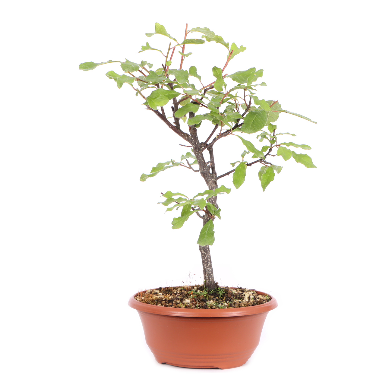 Seitenansicht rechts