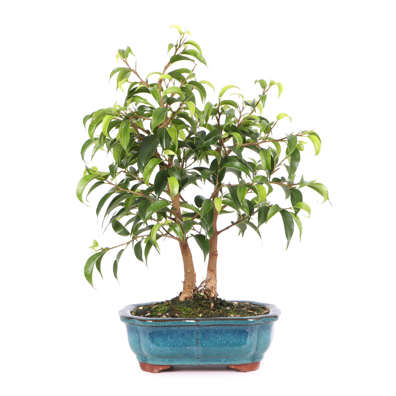 Ficus benjamina 'Natasja'