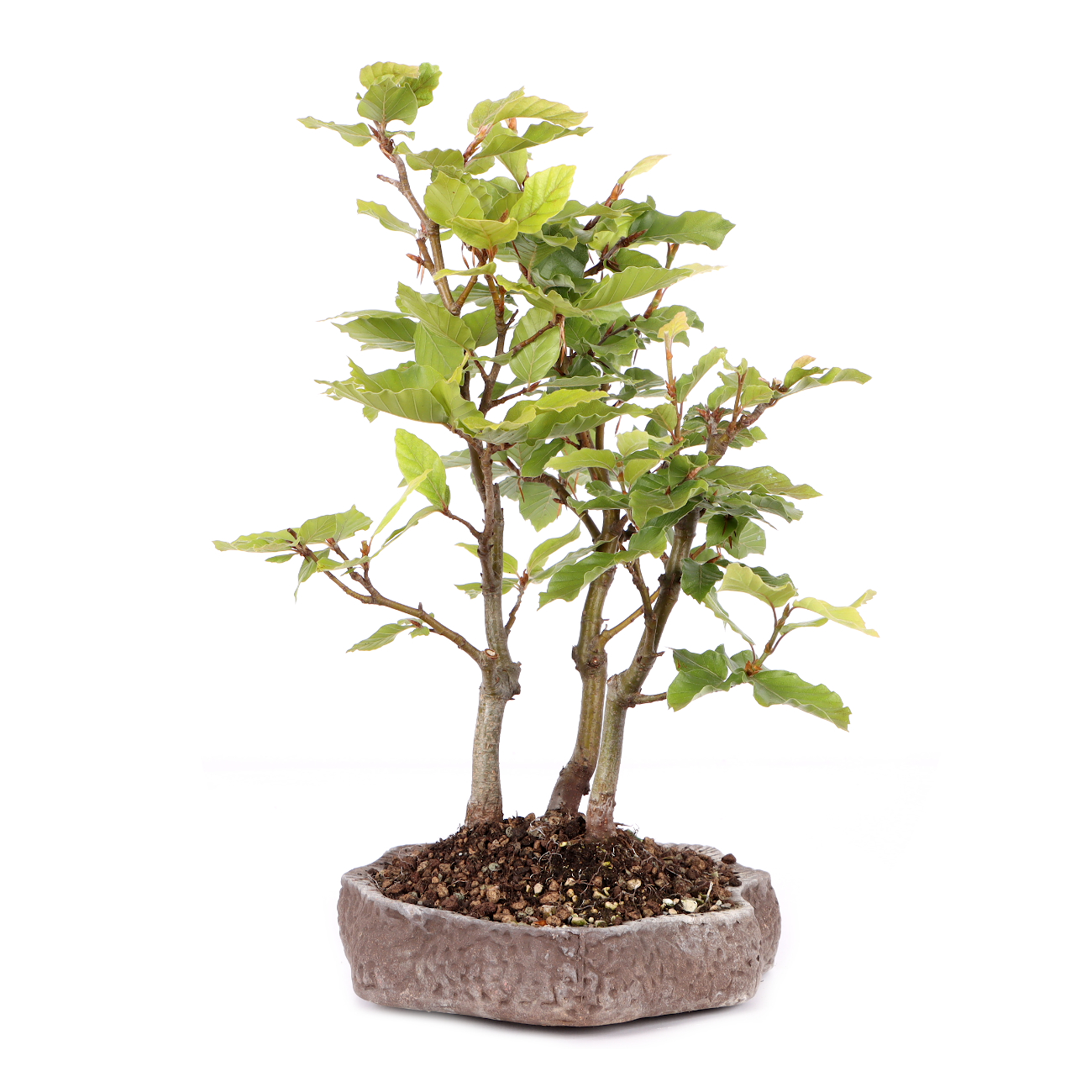Fagus sylvatica