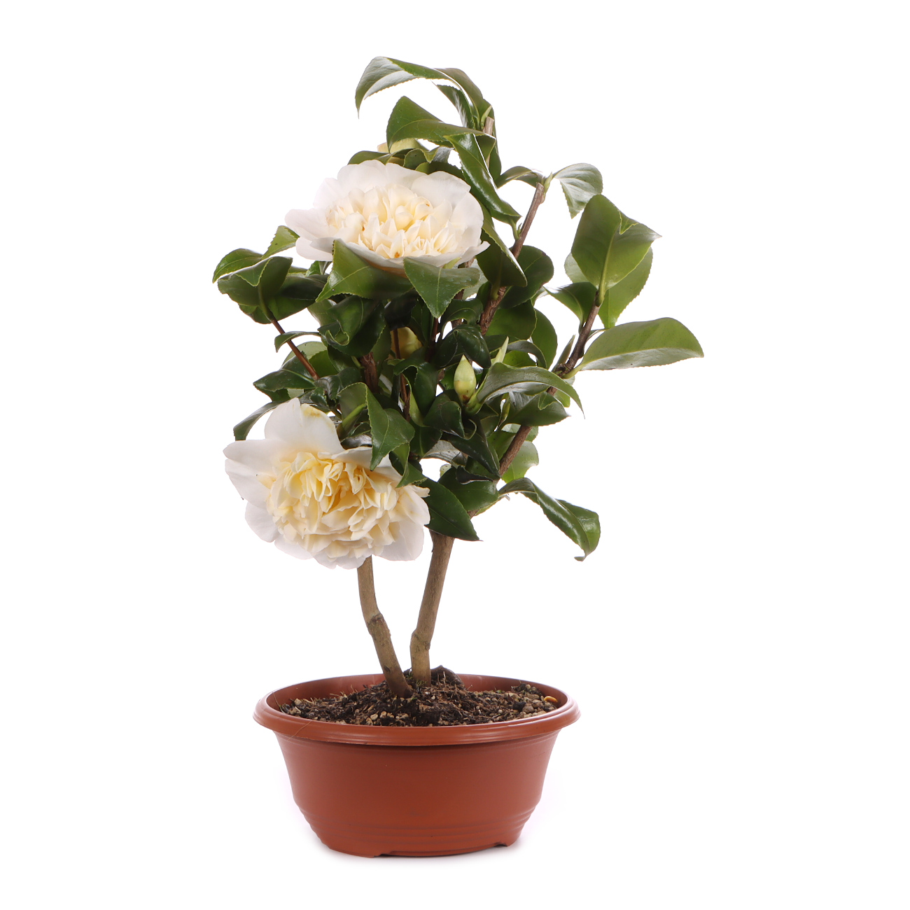 Seitenansicht rechts