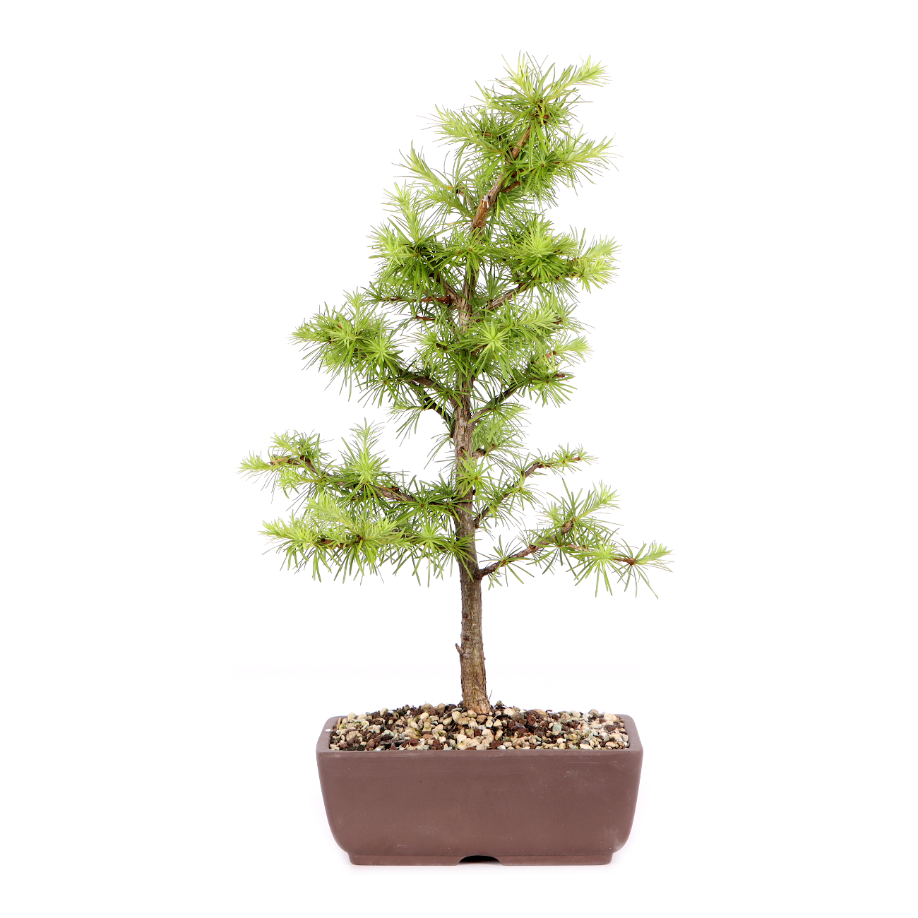 Larix kaempferi