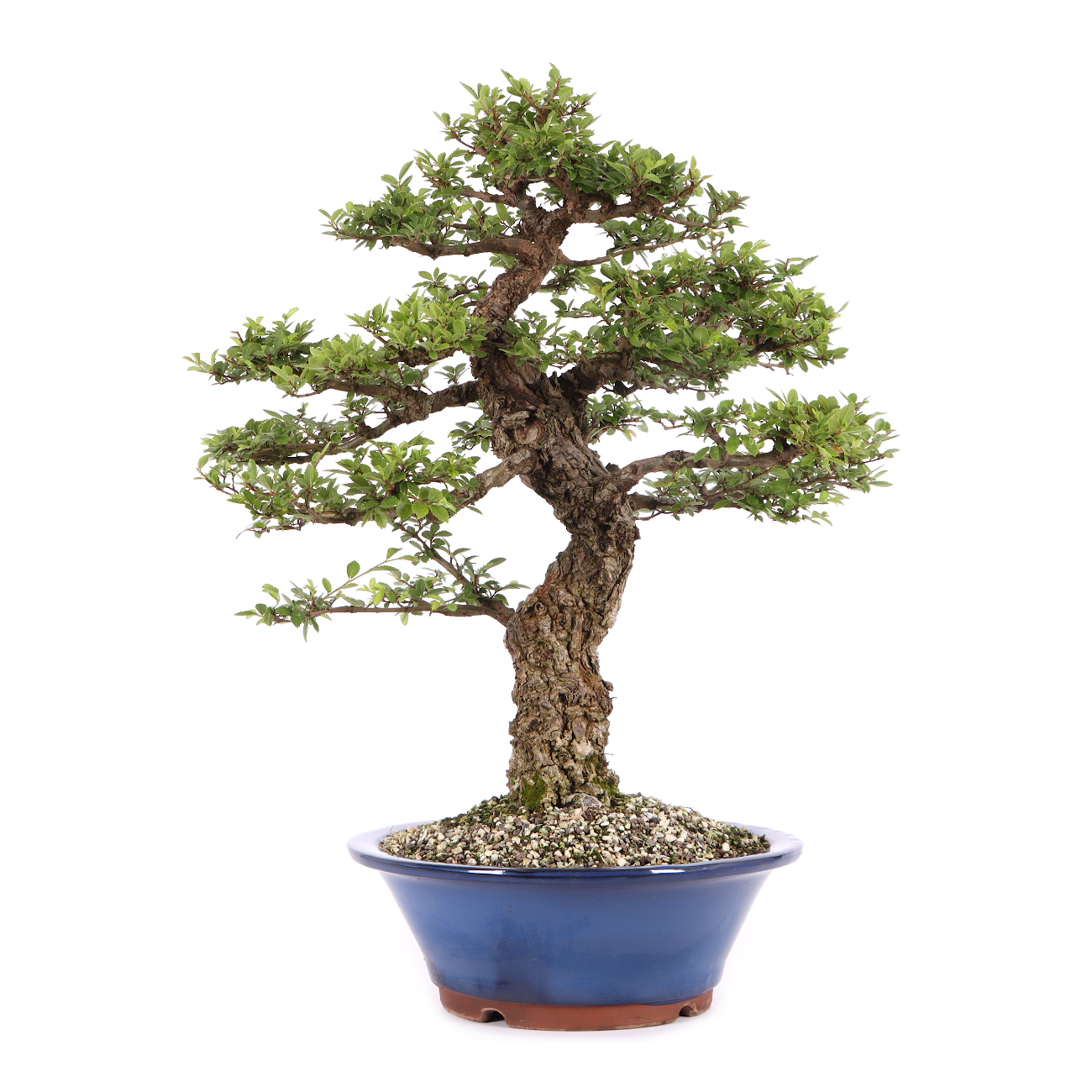 Ulmus japonica