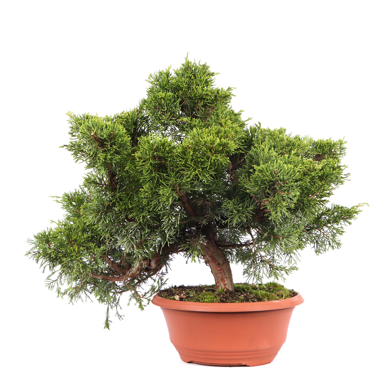 Juniperus chinensis 'Itoigawa'