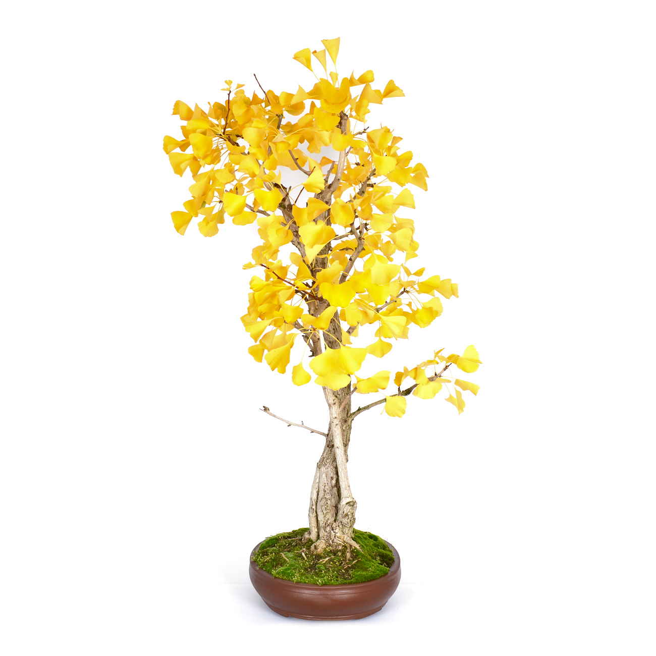 Seitenansicht rechts