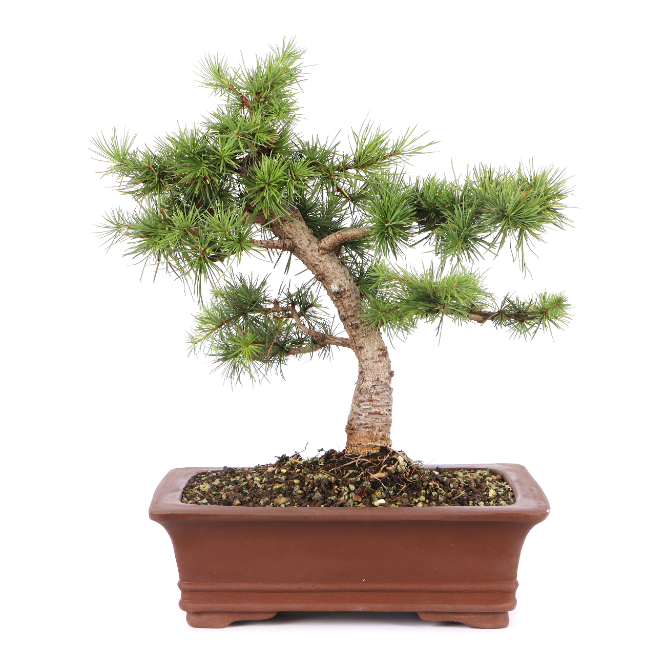 Larix kaempferi ‘Little Bogle‘