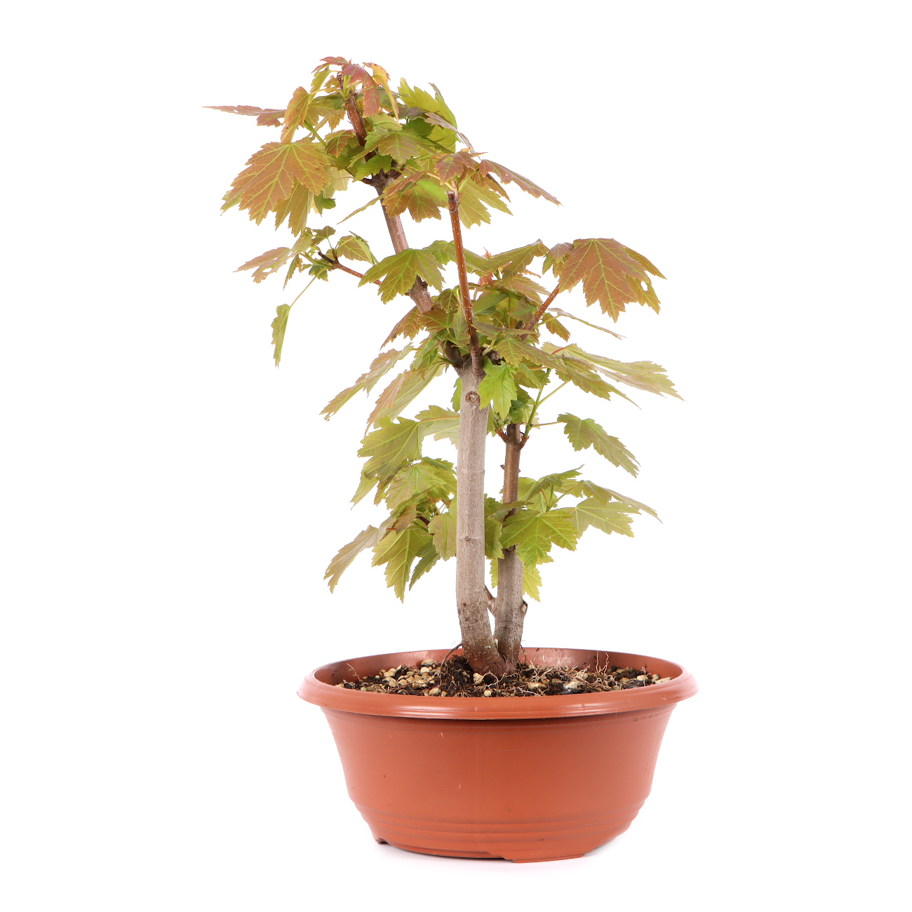 Acer rubrum 'October Glory'