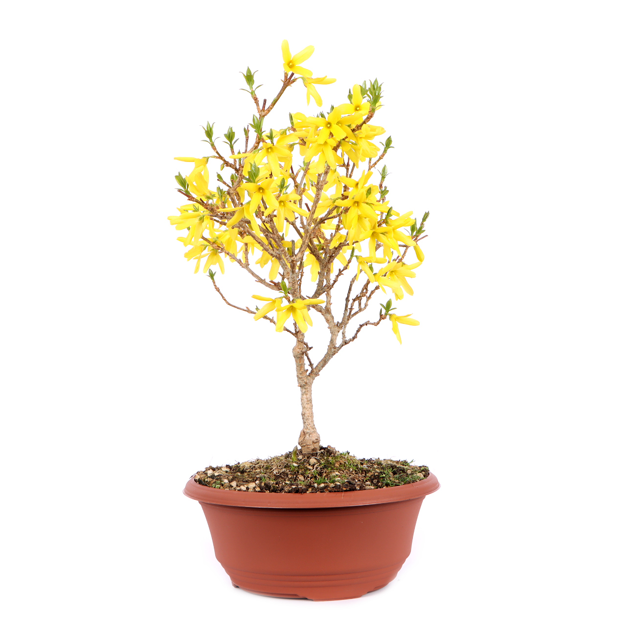 Seitenansicht rechts