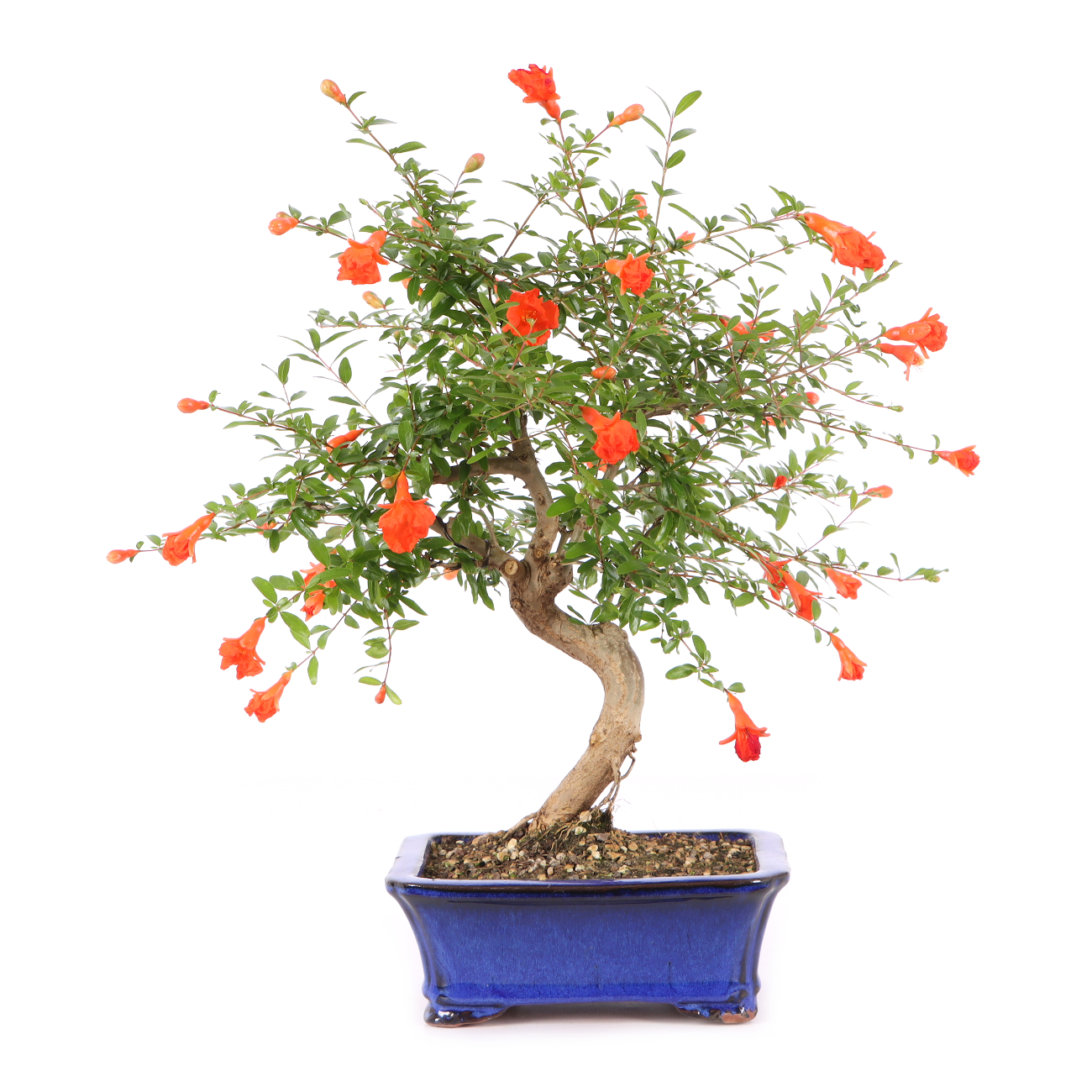 Punica granatum 'Nana'