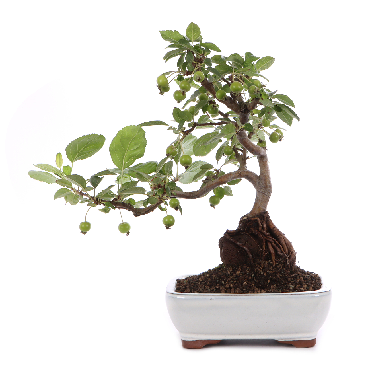 Malus spec.