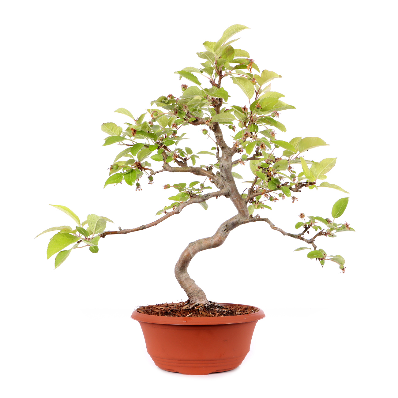 Malus spec.