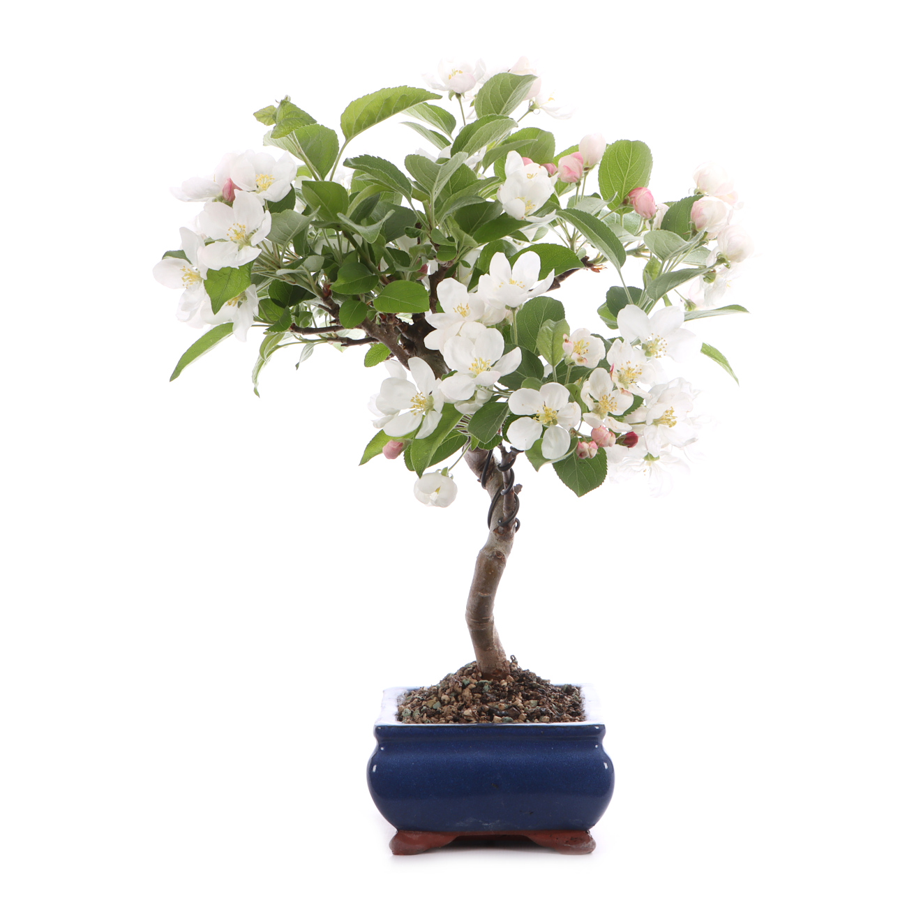 Malus spec.