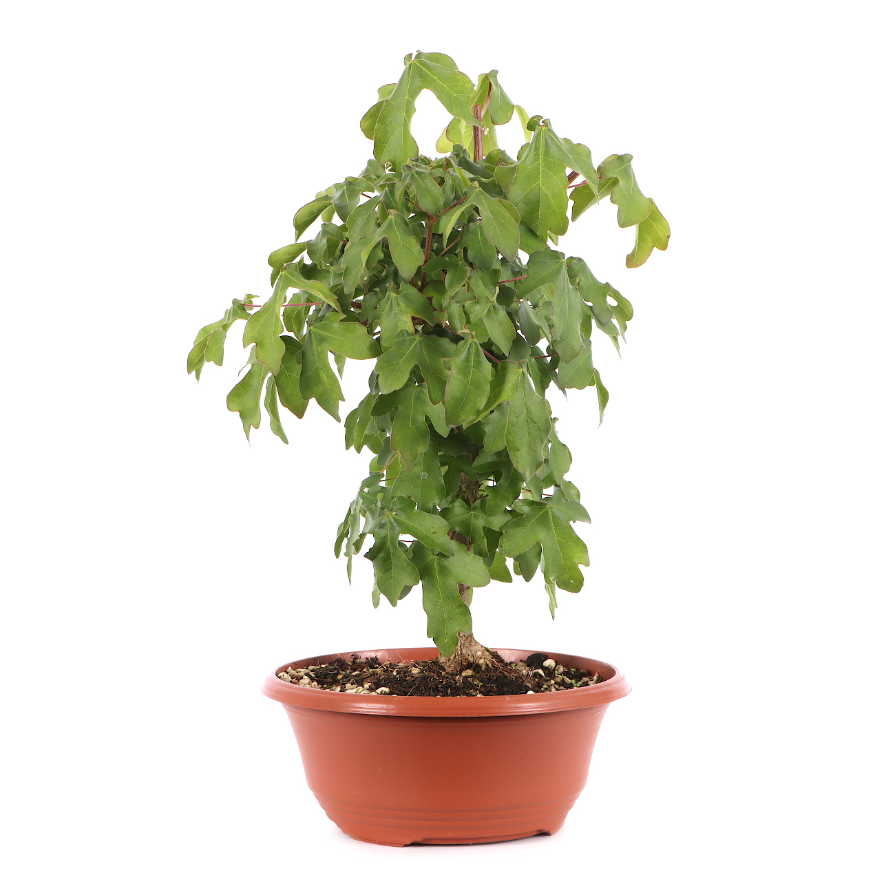 Acer campestre