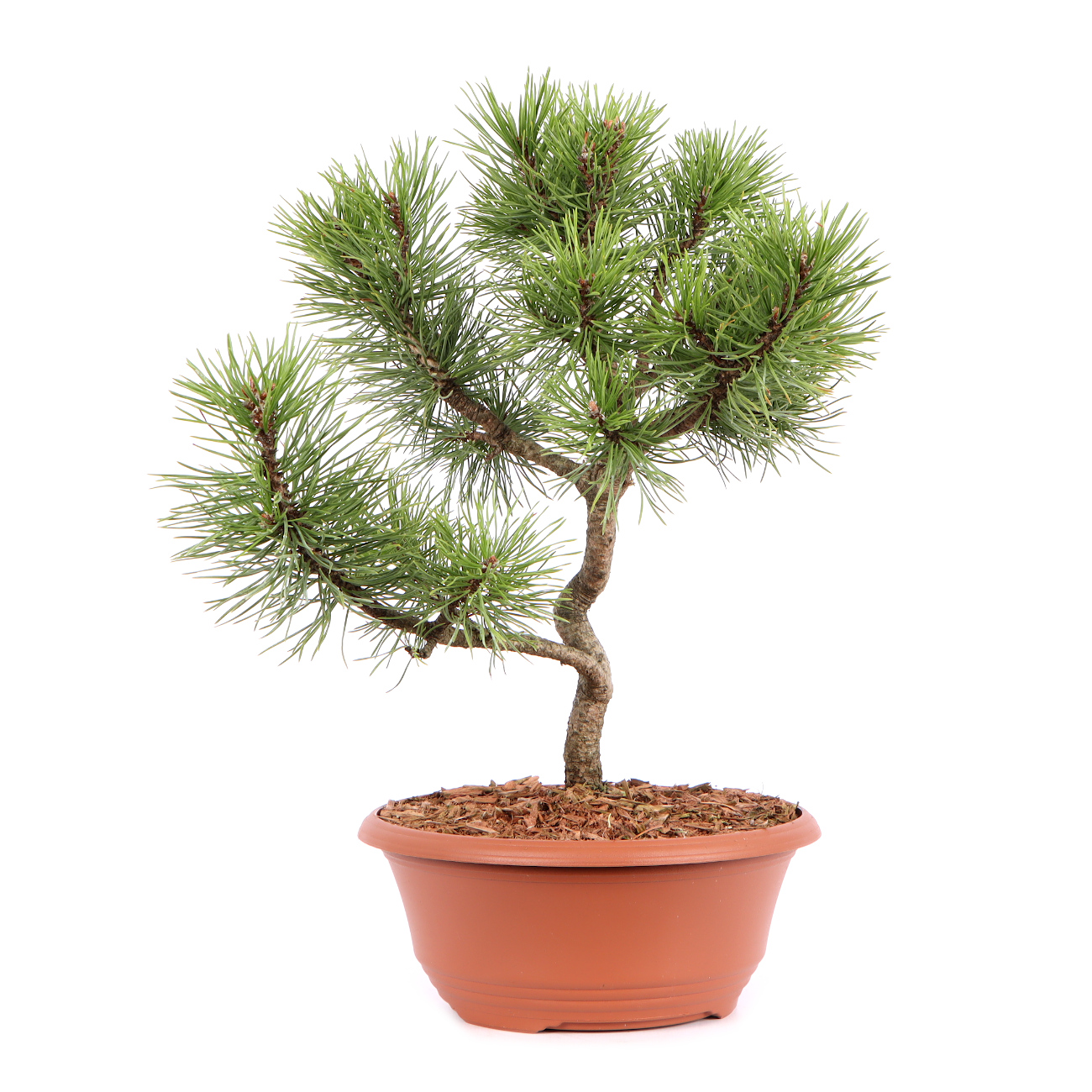 Seitenansicht rechts