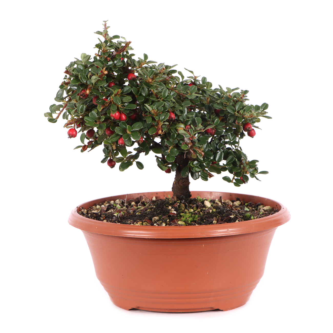 Cotoneaster microphyllus 'Cochleatus'