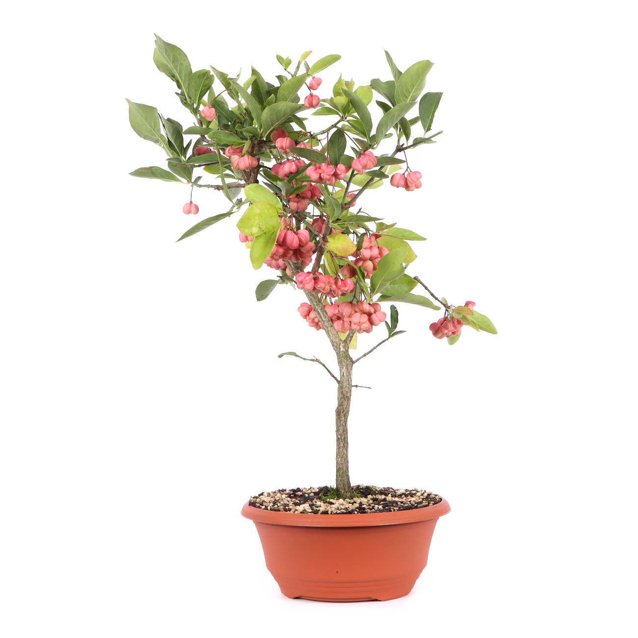 Seitenansicht rechts