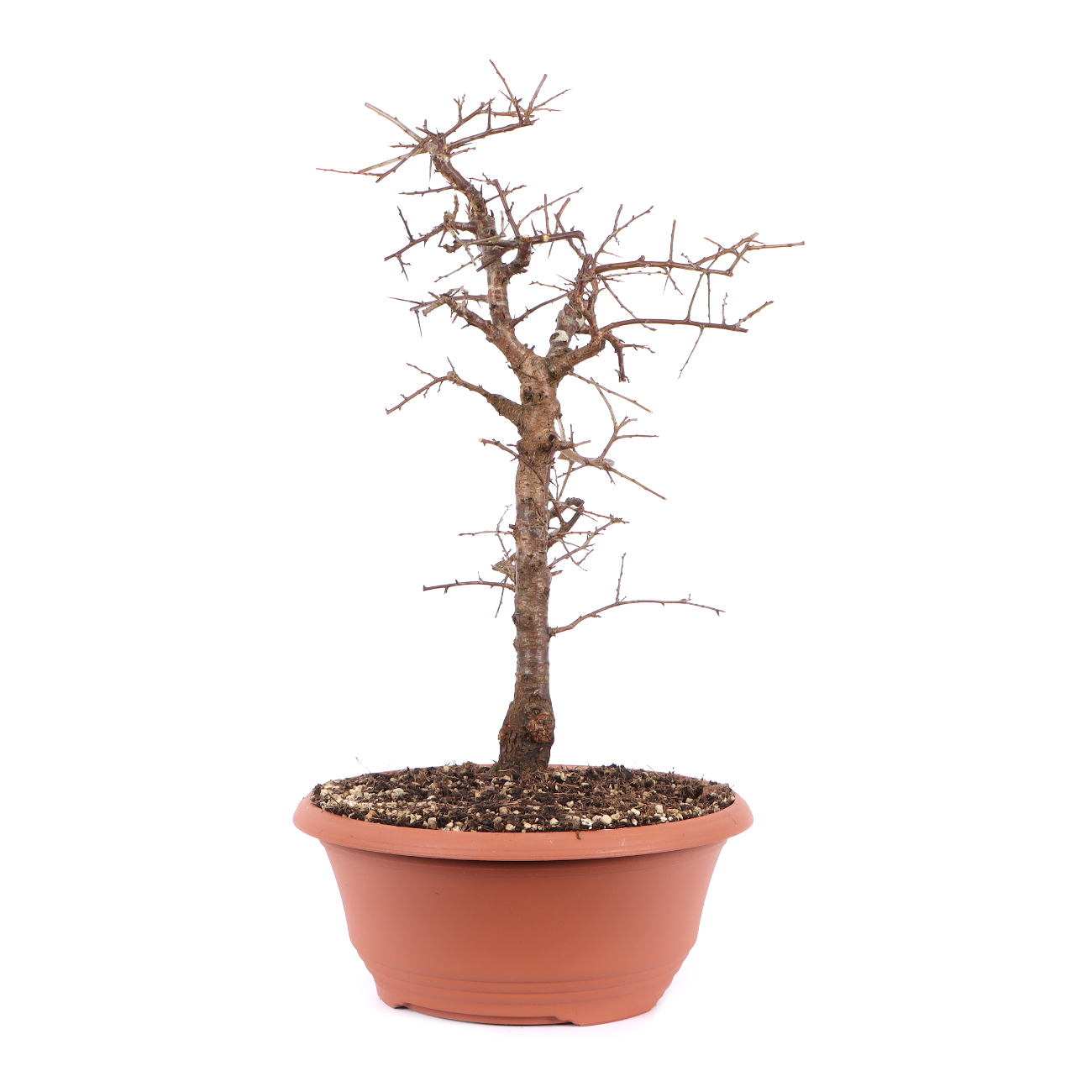 Seitenansicht rechts