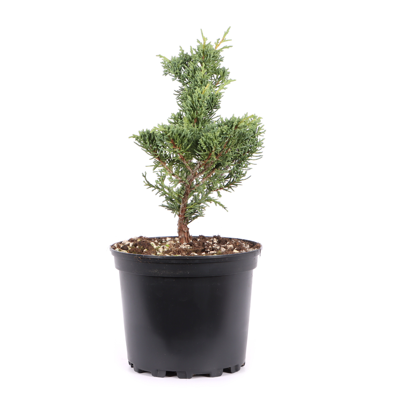 Seitenansicht rechts