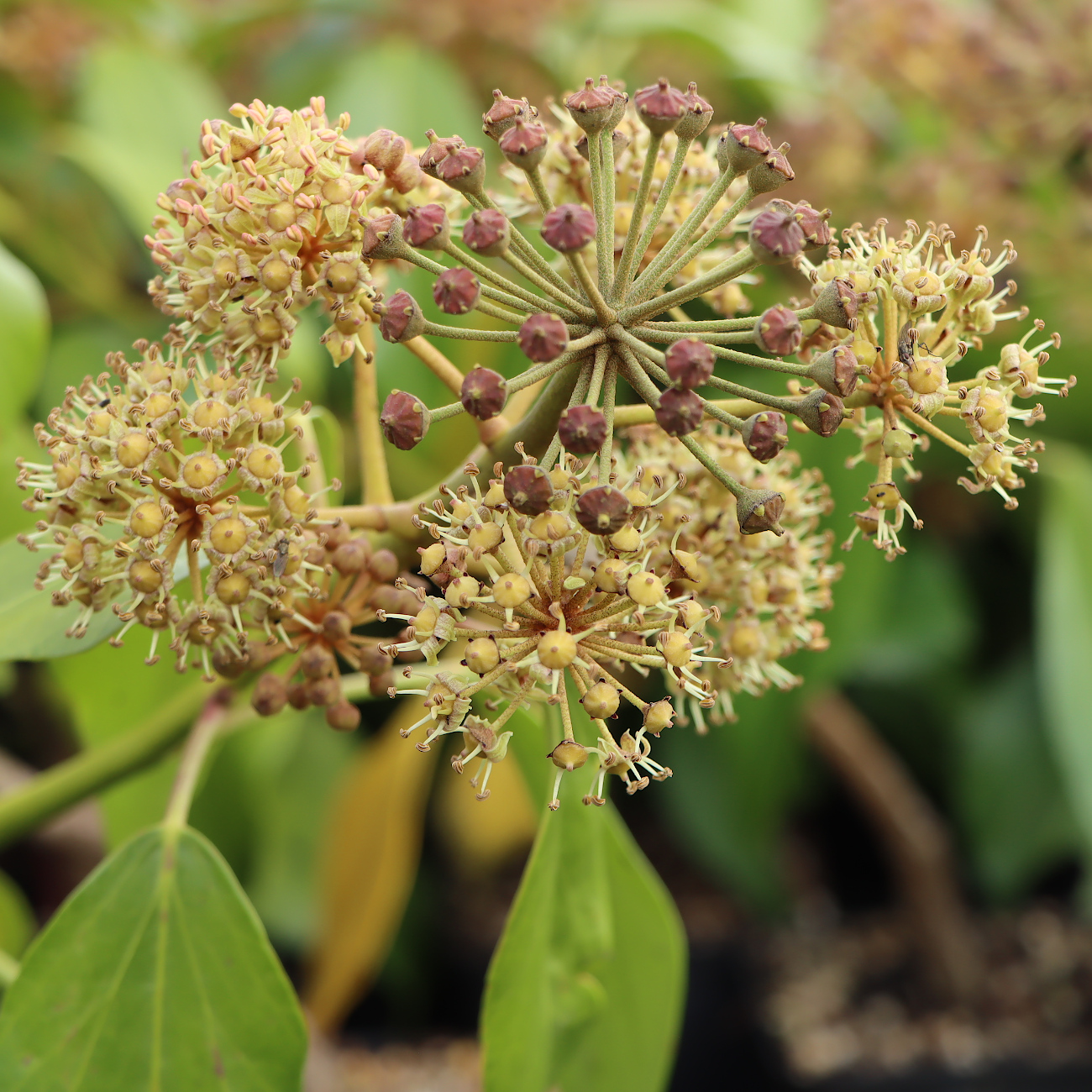 Hedera colchica 'Fall Favourite'