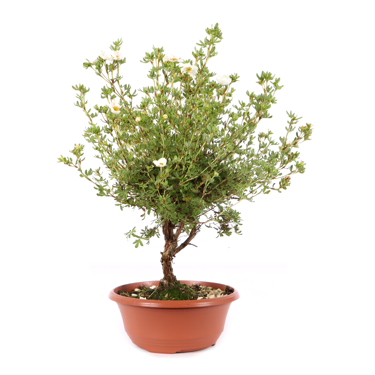 Potentilla fruticosa 'Pink Queen'