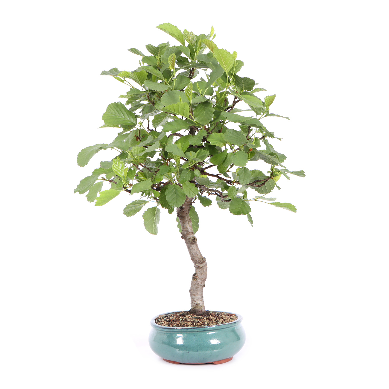 Seitenansicht rechts