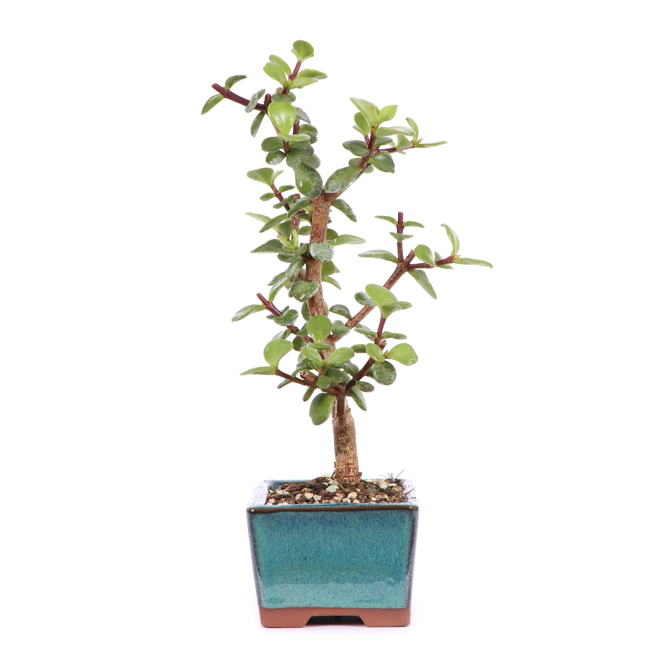 Portulacaria afra