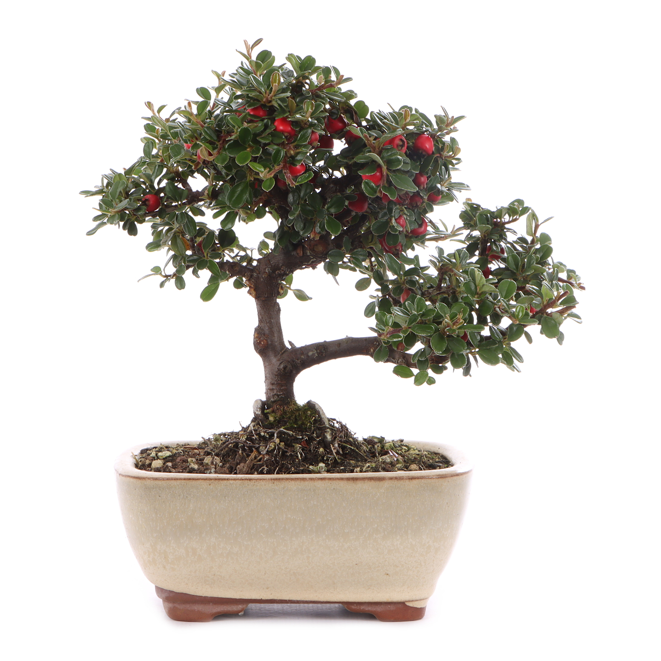 Cotoneaster microphyllus 'Cochleatus'