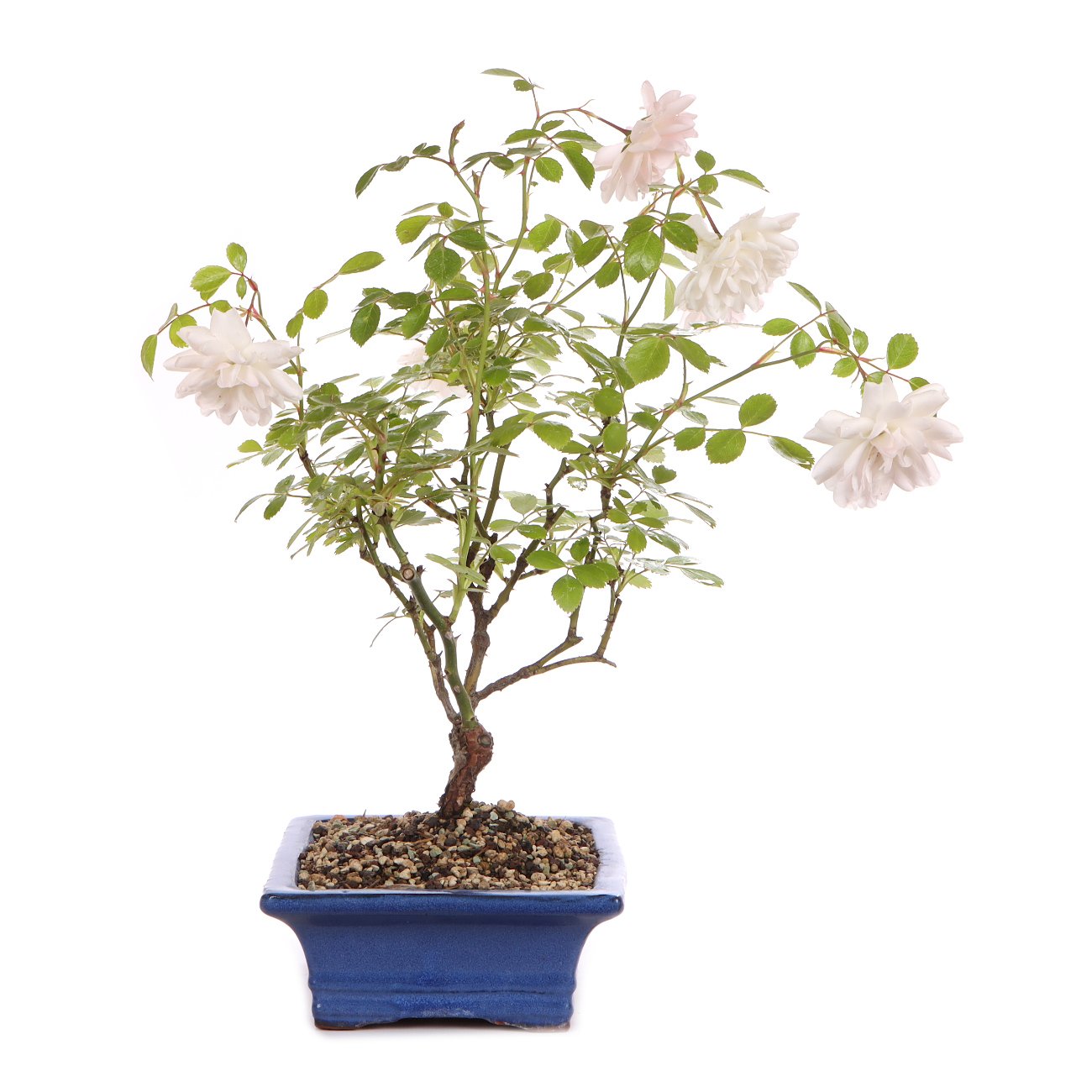 Seitenansicht rechts