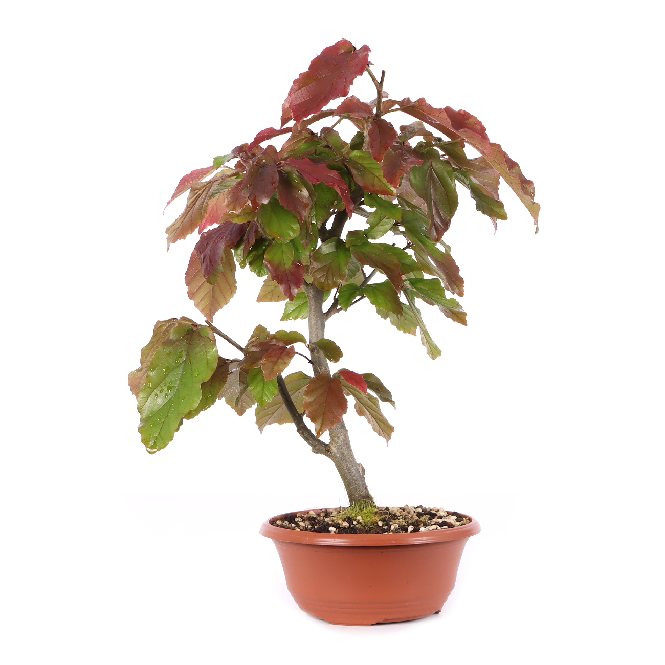 Parrotia persica 'Bella'
