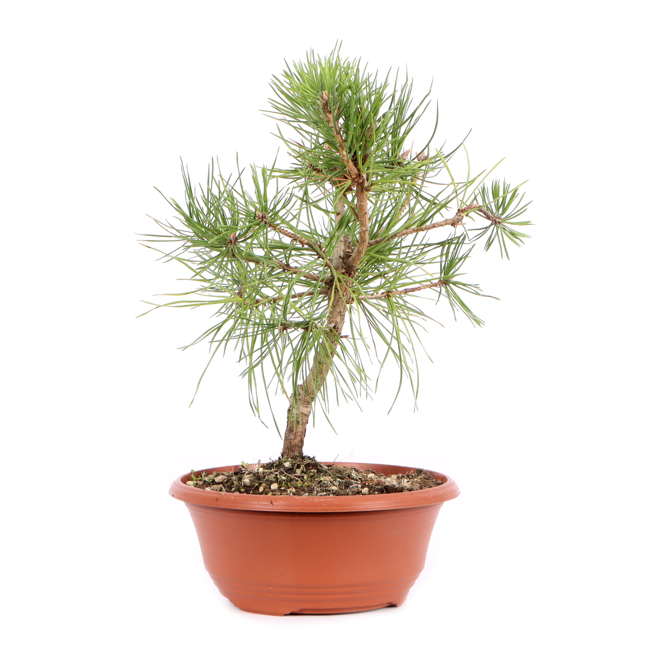 Seitenansicht rechts