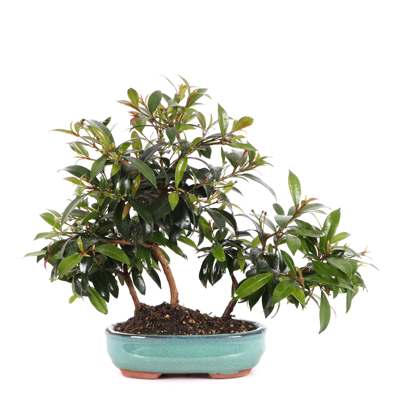 Syzygium paniculatum