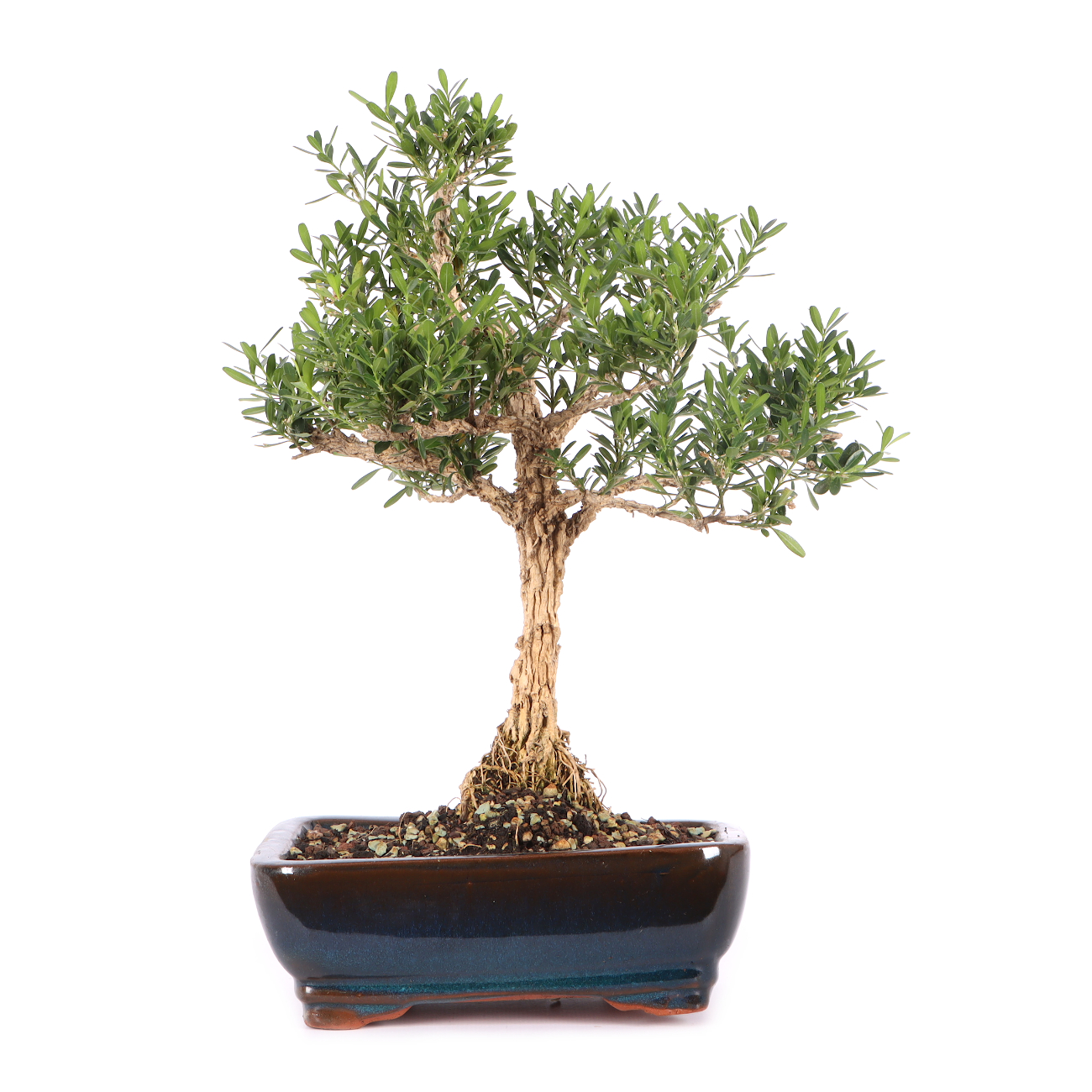 Buxus sinica var. sinica