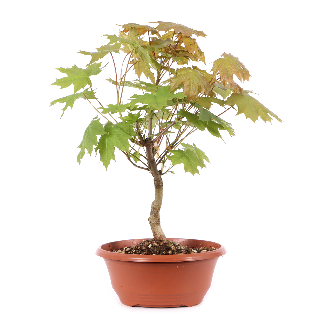Acer platanoides
