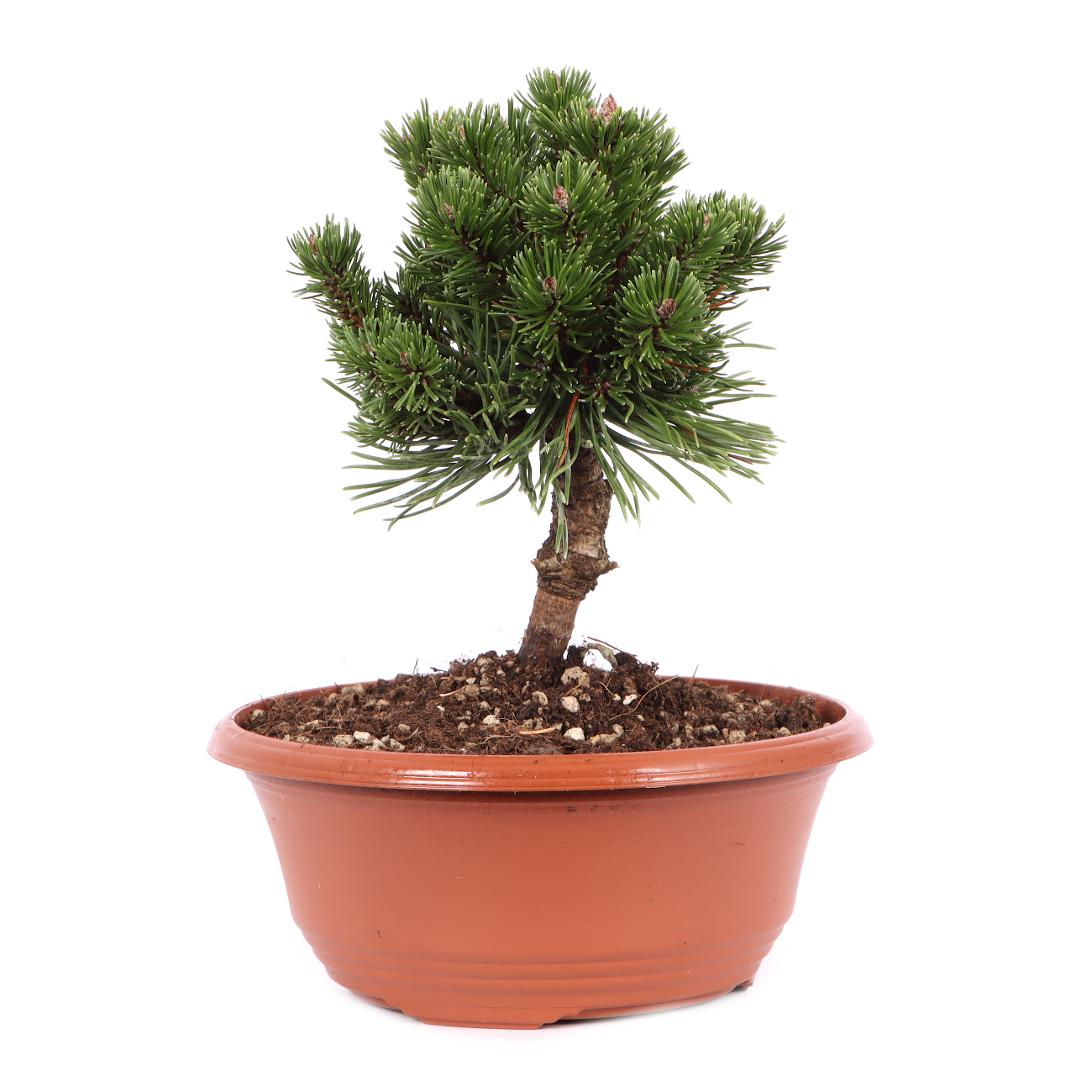 Pinus mugo 'Sherwood Compact'