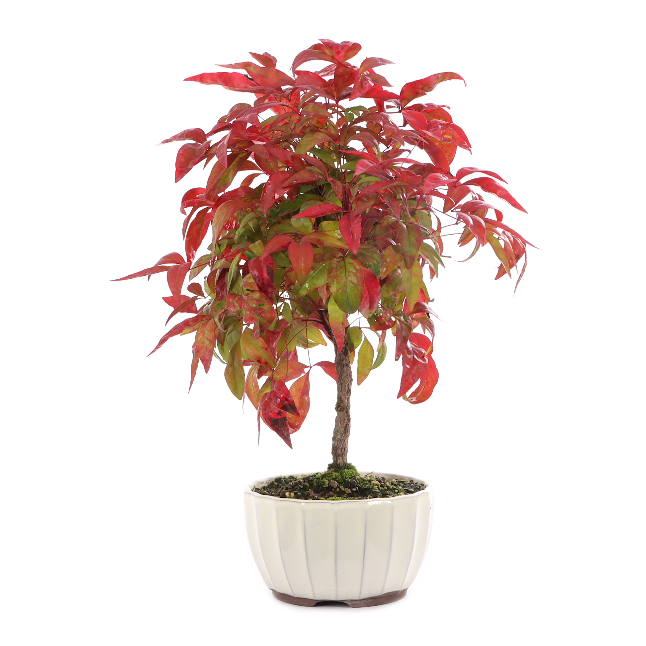 Nandina domestica 'Fire Power'