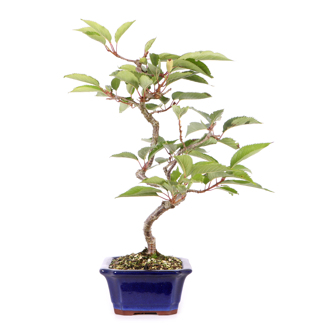 Prunus 'Accolade'