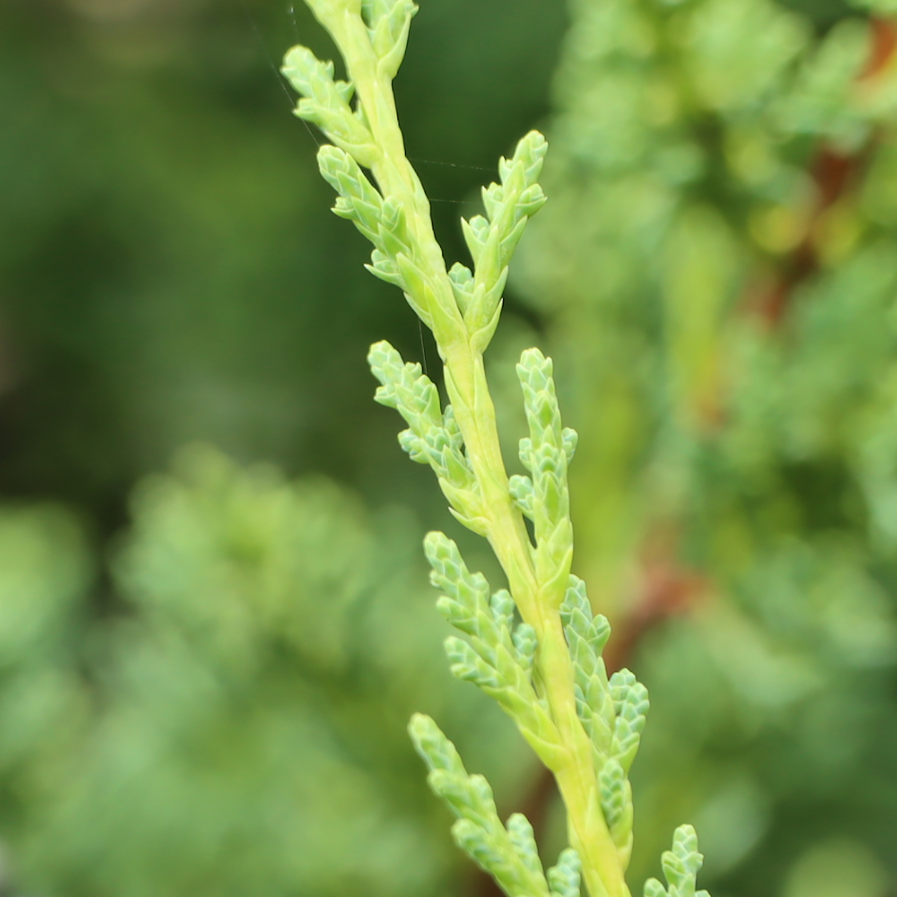 Juniperus chinensis ‘Blaauw‘