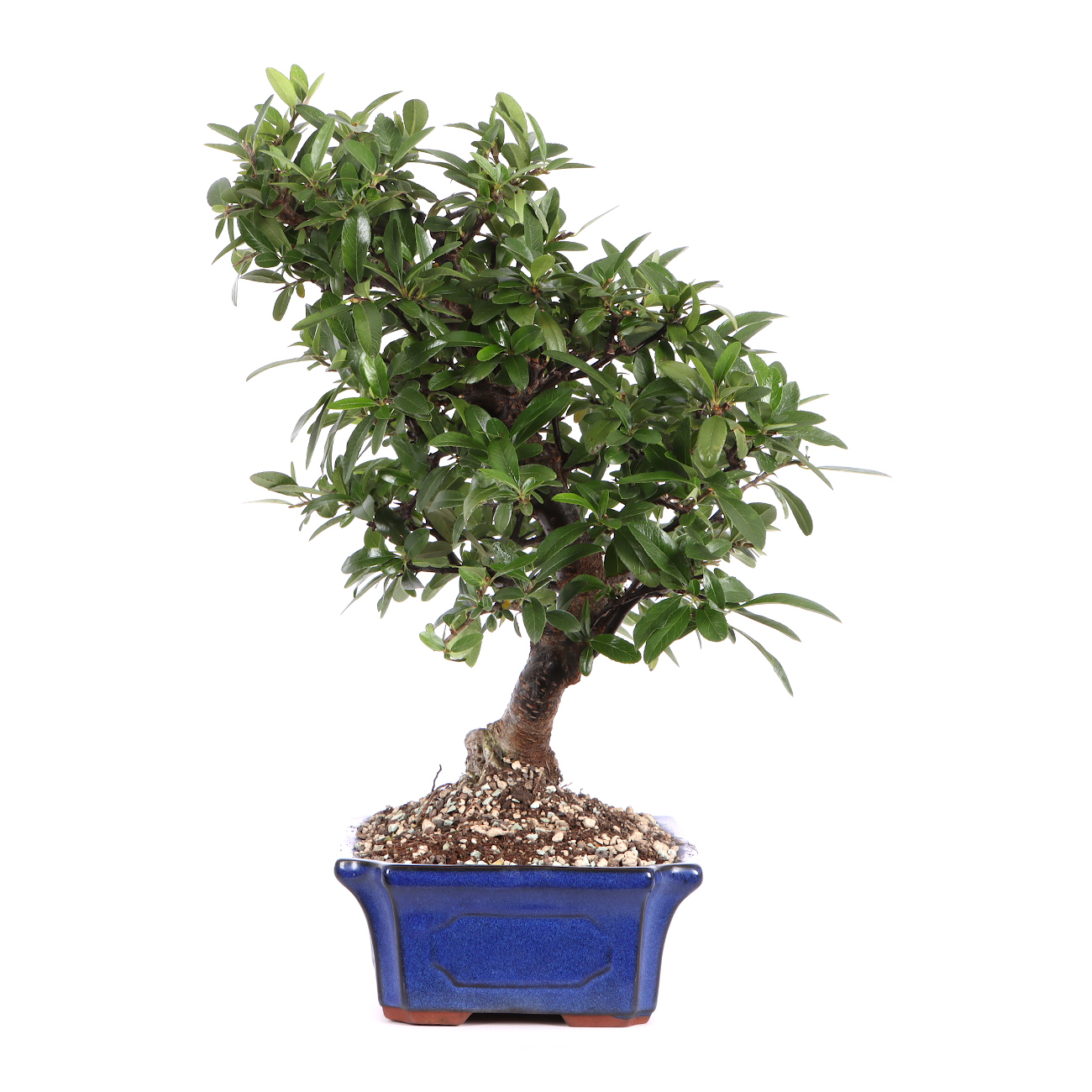 Seitenansicht rechts