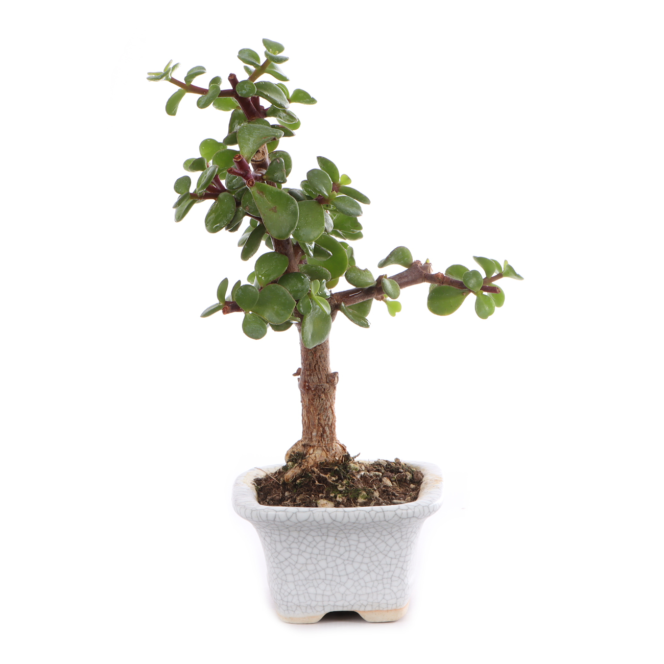 Portulacaria afra