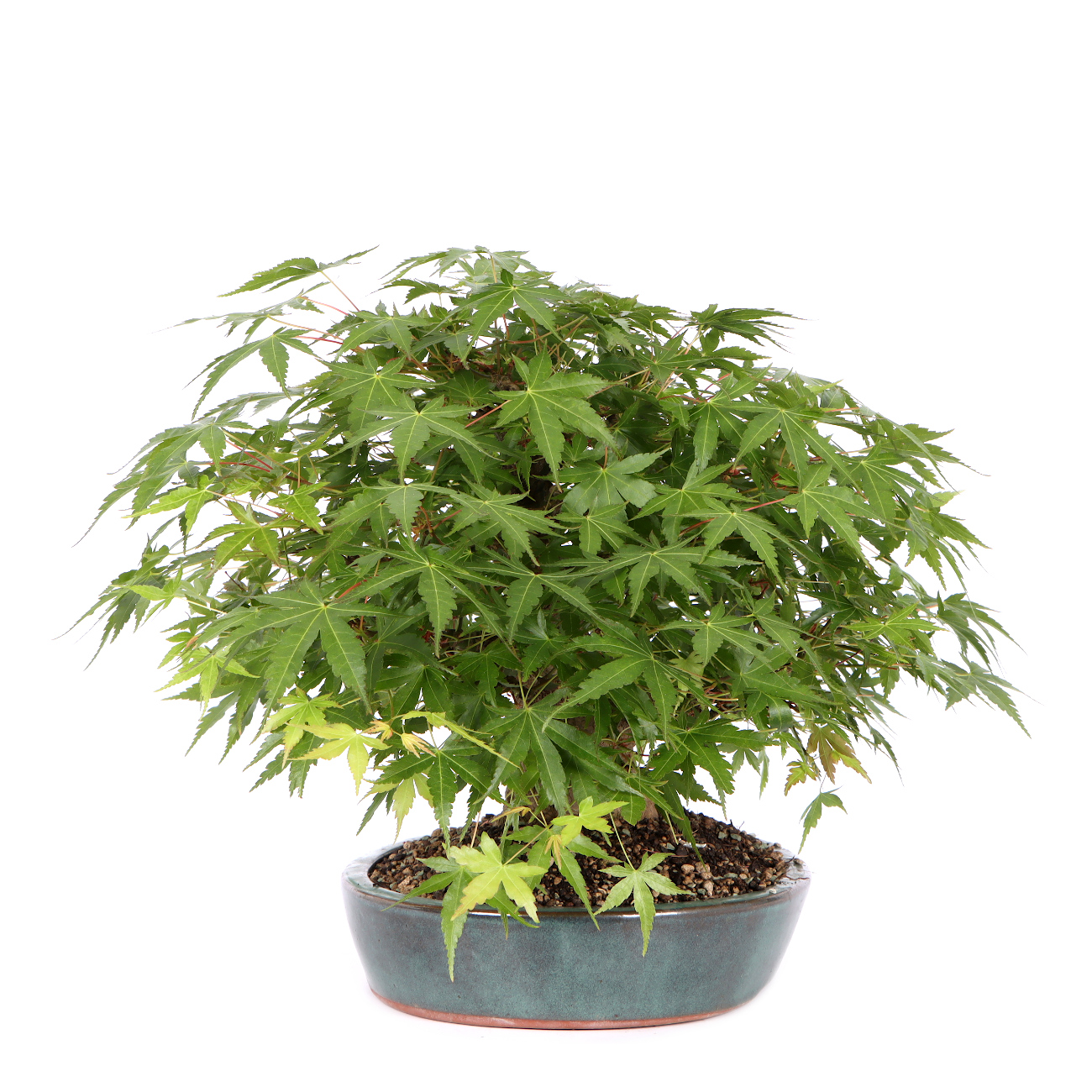 Seitenansicht rechts