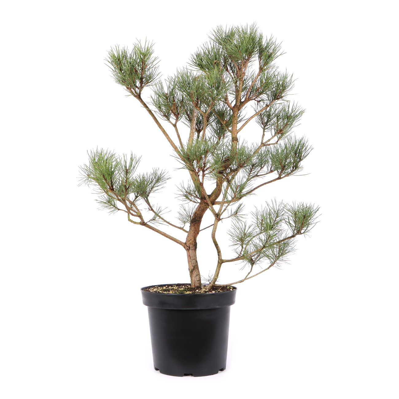Pinus sylvestris