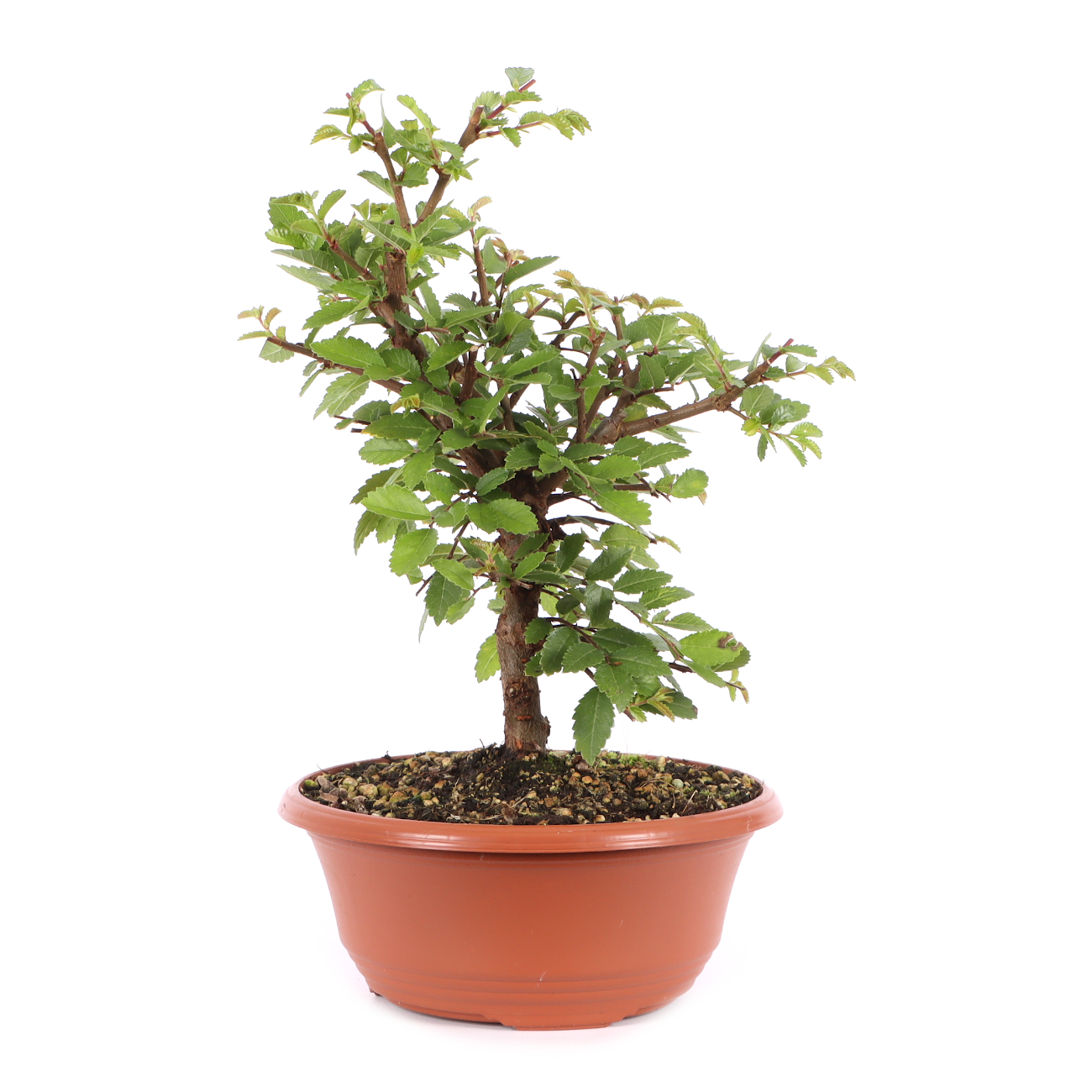 Ulmus japonica