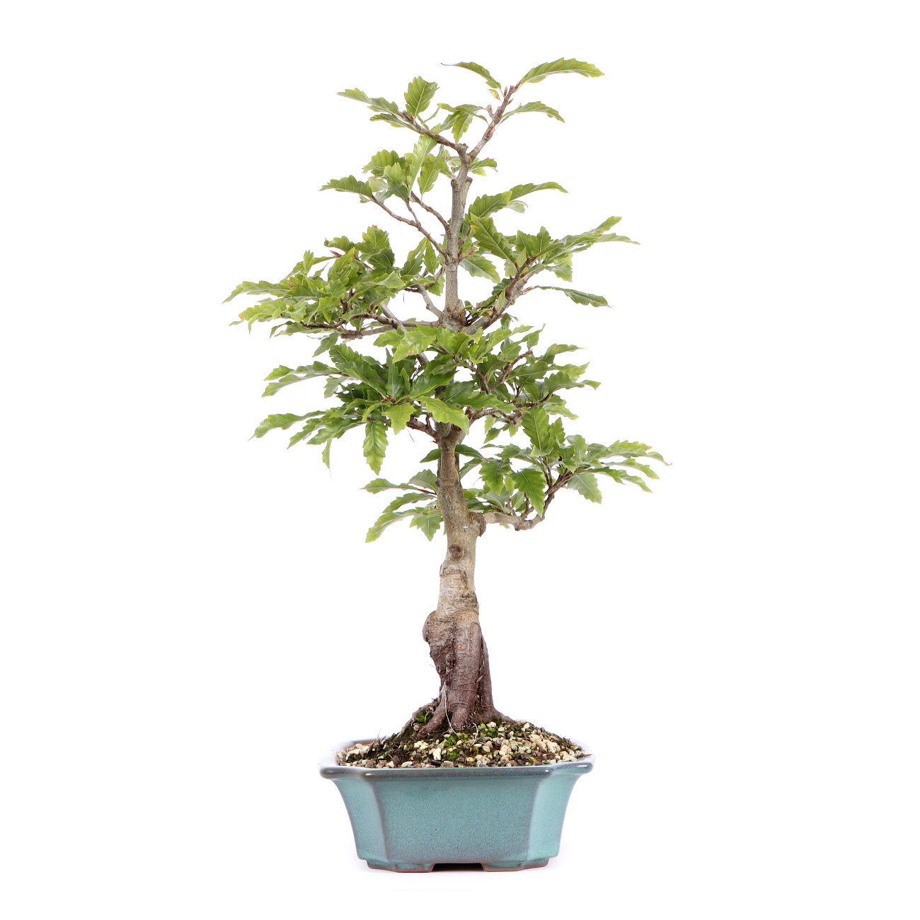 Seitenansicht rechts